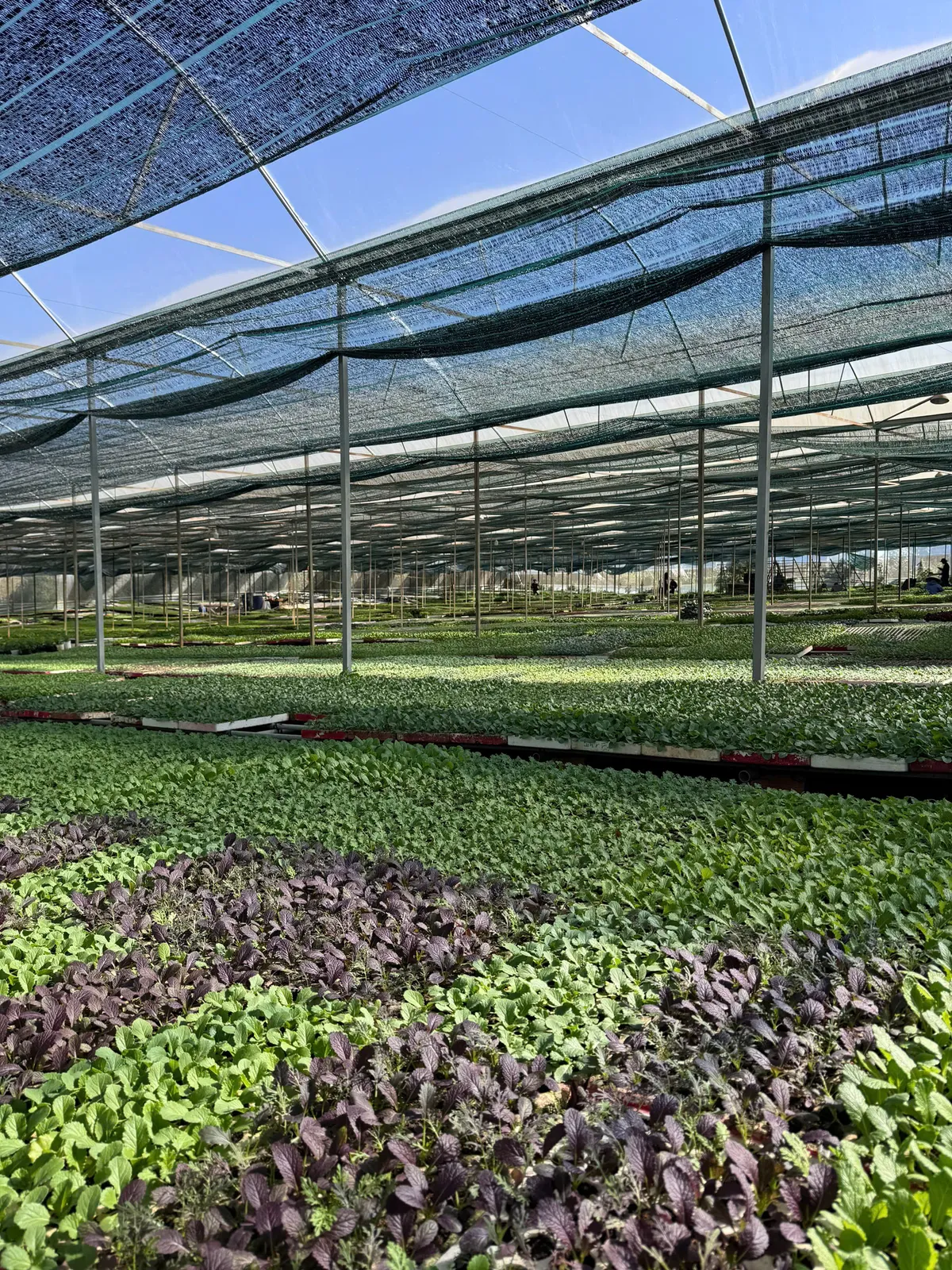 L.A Green: Người bạn đồng hành tin cậy của nhà nông - Ảnh 2.