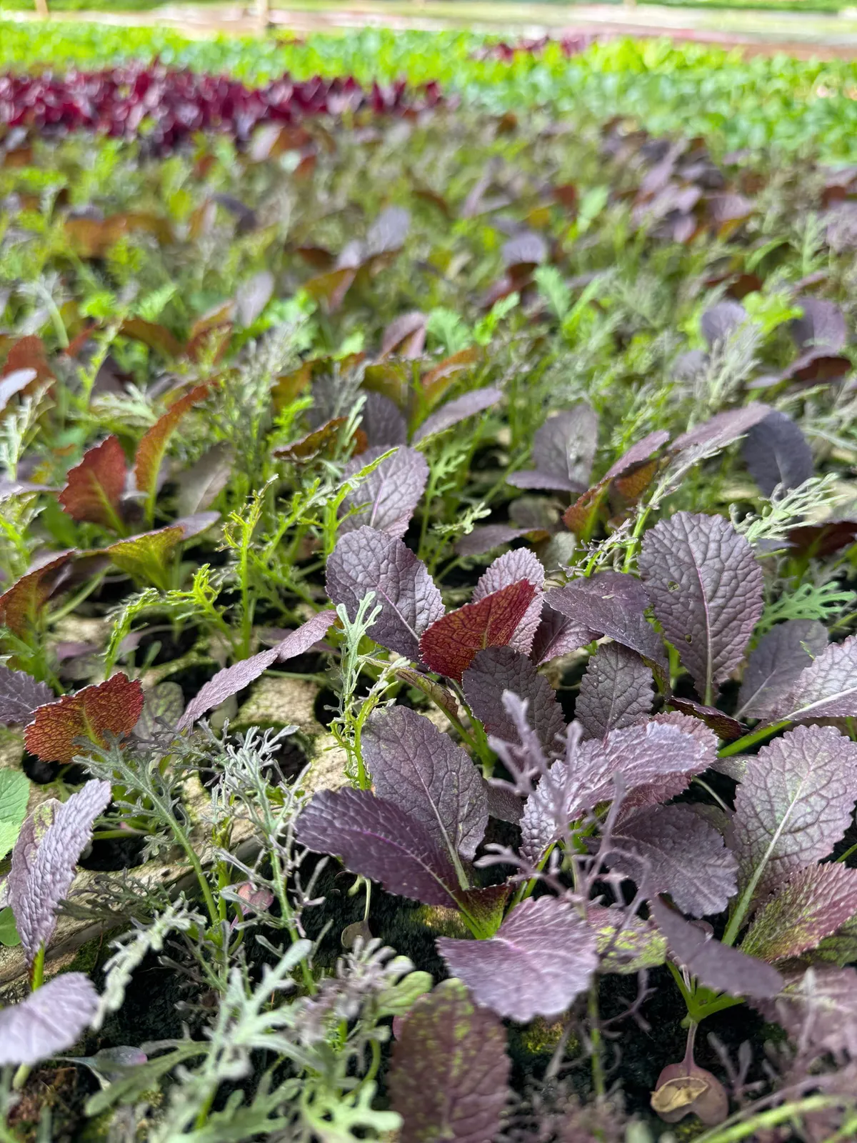 L.A Green: Người bạn đồng hành tin cậy của nhà nông - Ảnh 3.