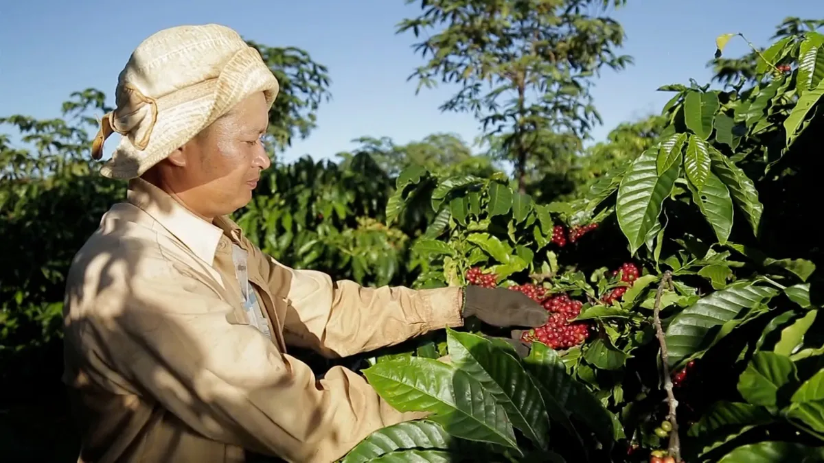 Lễ hội Cà phê Buôn Ma Thuột lần thứ 9: Tôn vinh người trồng cà phê với nhiều hoạt động ý nghĩa - Ảnh 2.