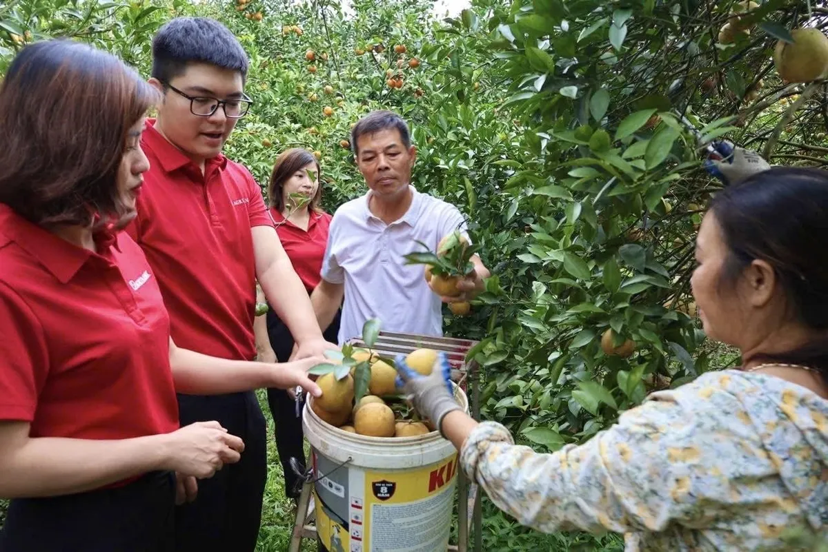 Mùa vàng bội thu trên đất Cao Phong - Ảnh 2.