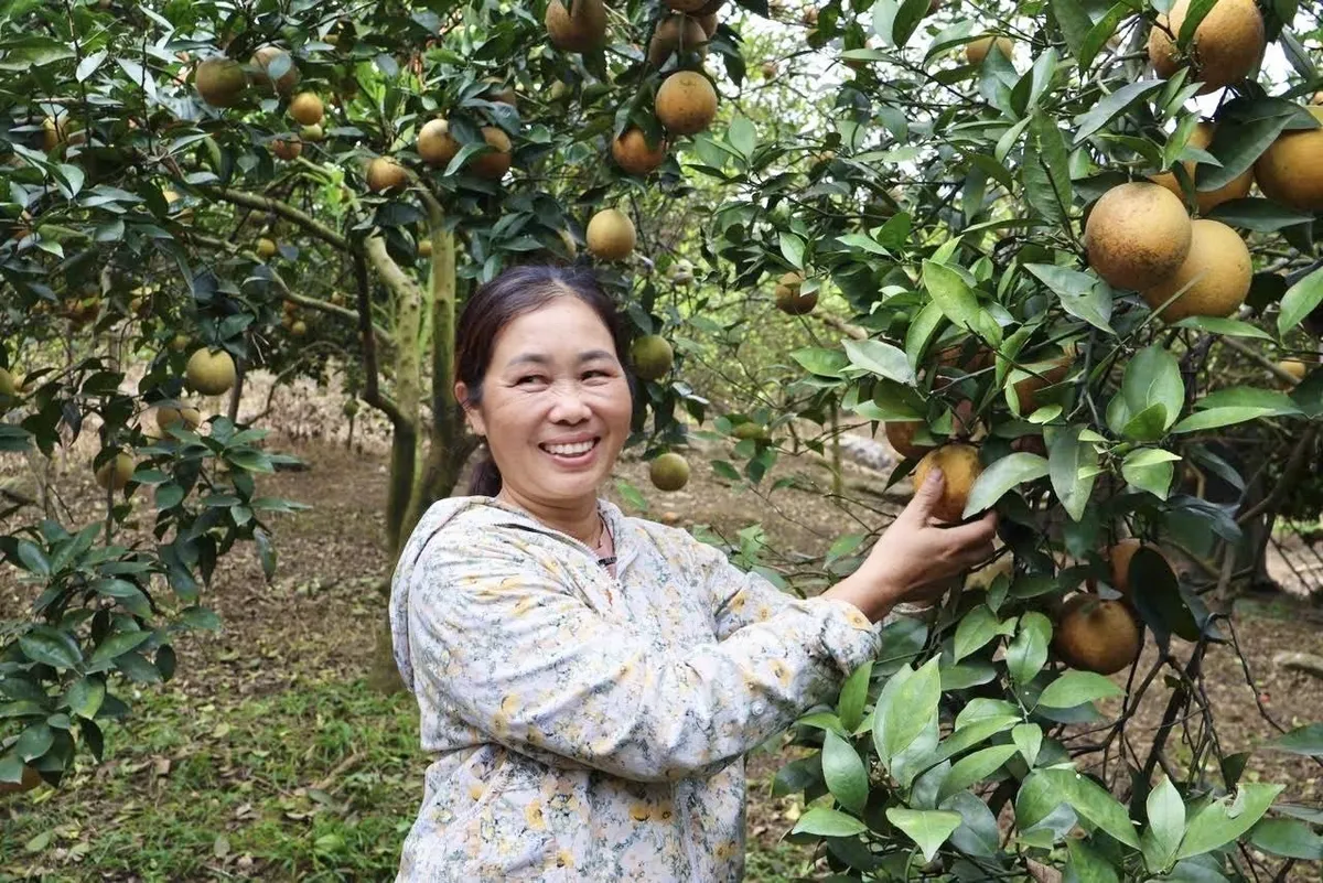 Mùa vàng bội thu trên đất Cao Phong - Ảnh 3.