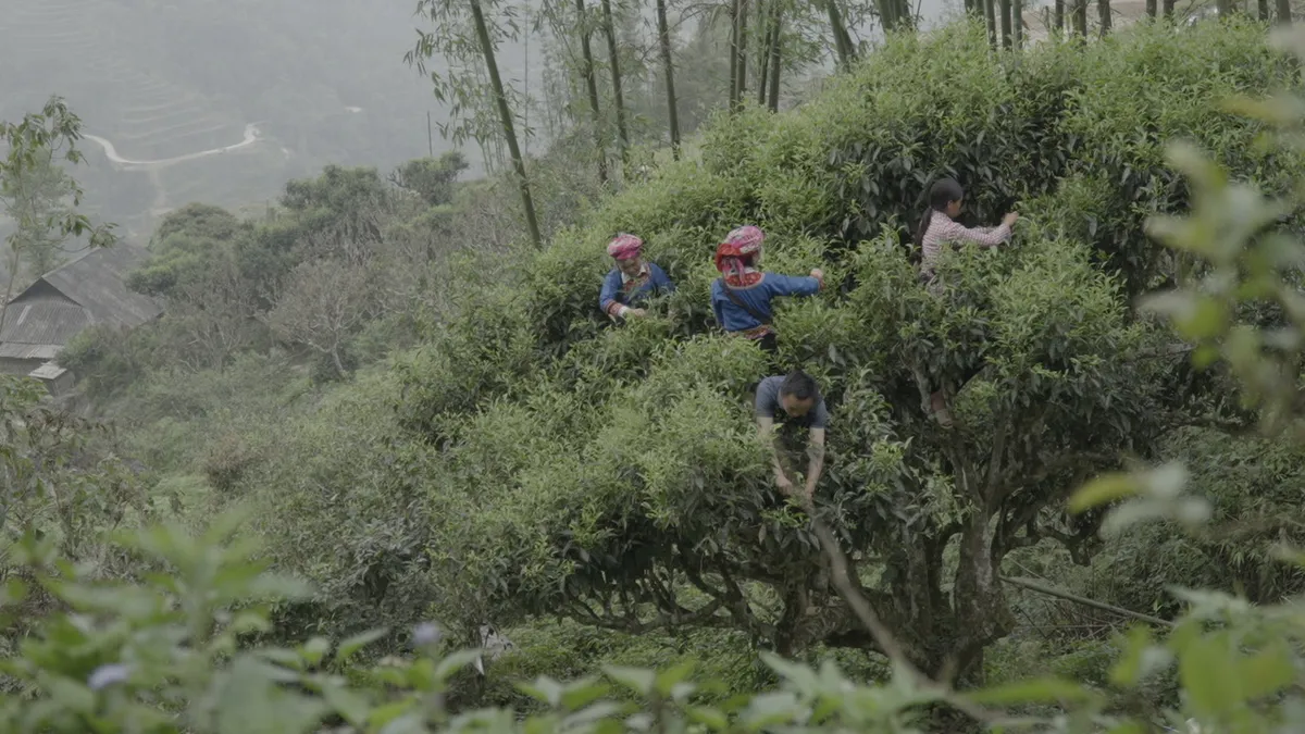 Tr&agrave; Phổ Nhĩ Thạch cổ - Đầu tư thời gian lại t&iacute;ch lũy được văn h&oacute;a - Ảnh 1.