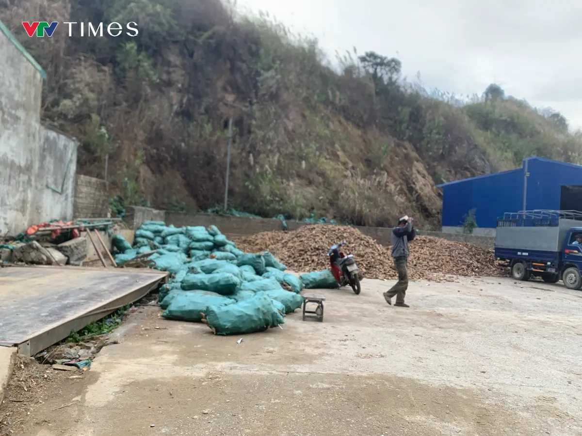 N&ocirc;ng d&acirc;n Lai Ch&acirc;u gặp kh&oacute; v&igrave; gi&aacute; sắn xuống thấp - Ảnh 4.