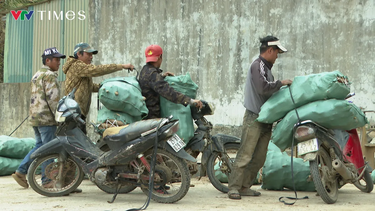 N&ocirc;ng d&acirc;n Lai Ch&acirc;u gặp kh&oacute; v&igrave; gi&aacute; sắn xuống thấp - Ảnh 6.
