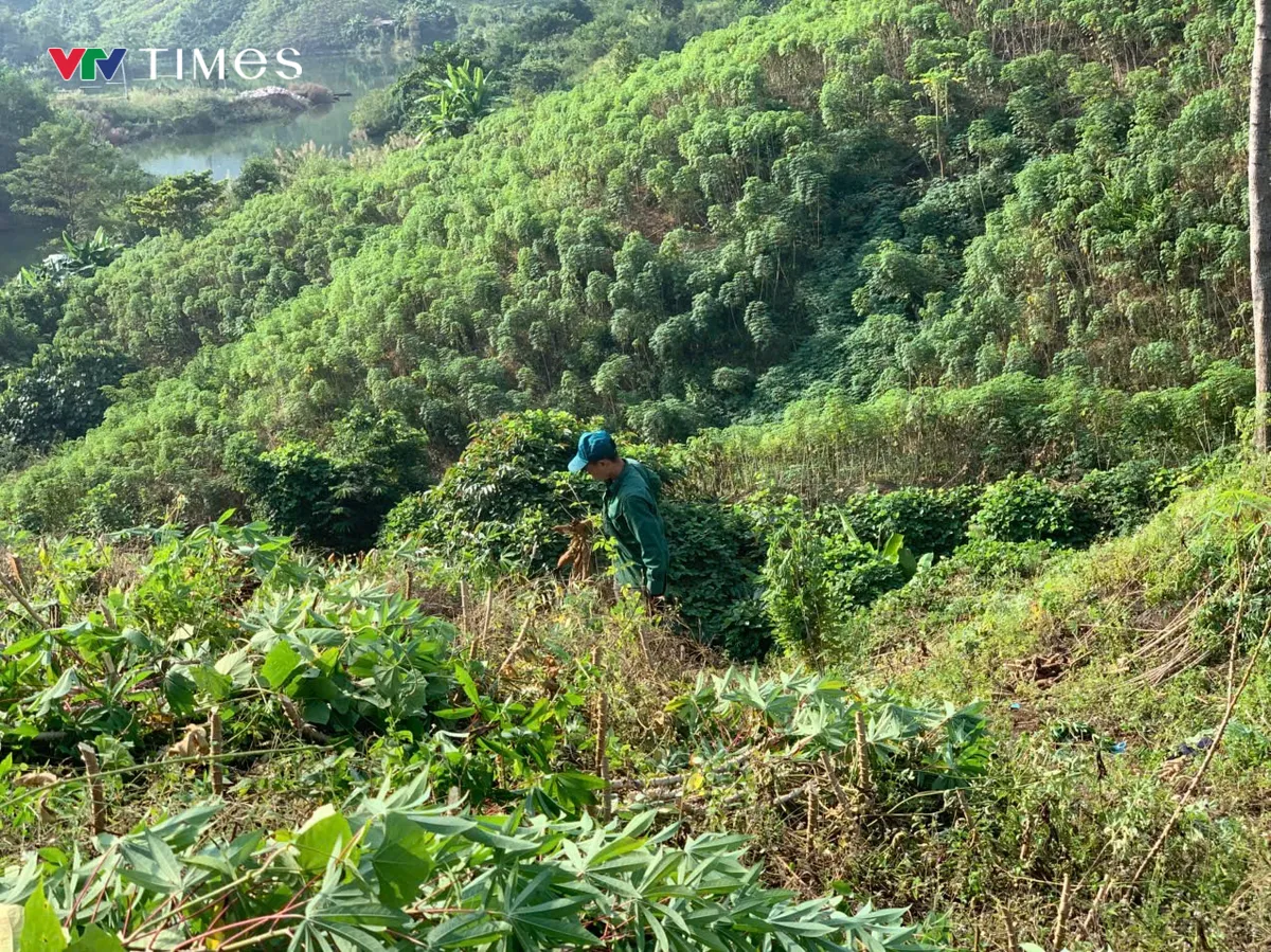 N&ocirc;ng d&acirc;n Lai Ch&acirc;u gặp kh&oacute; v&igrave; gi&aacute; sắn xuống thấp - Ảnh 3.