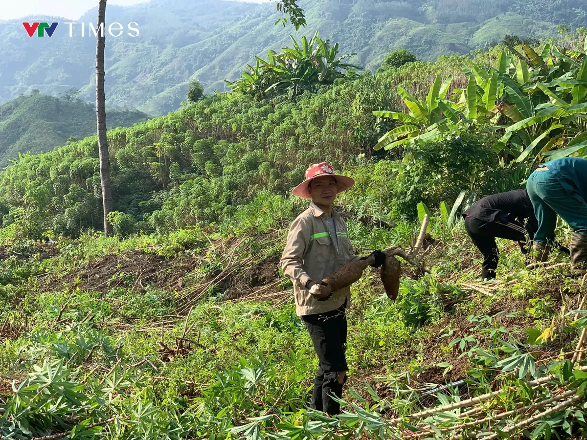 N&ocirc;ng d&acirc;n Lai Ch&acirc;u gặp kh&oacute; v&igrave; gi&aacute; sắn xuống thấp - Ảnh 1.