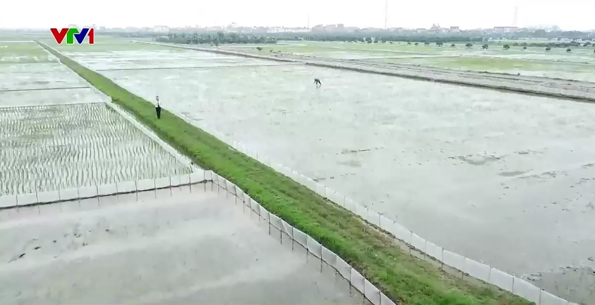 H&agrave;ng ngh&igrave;n n&ocirc;ng d&acirc;n bị nợ tiền trồng ớt tho&aacute;t ngh&egrave;o - Ảnh 3.