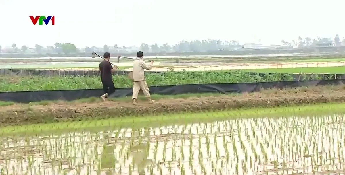 H&agrave;ng ngh&igrave;n n&ocirc;ng d&acirc;n bị nợ tiền trồng ớt tho&aacute;t ngh&egrave;o - Ảnh 2.