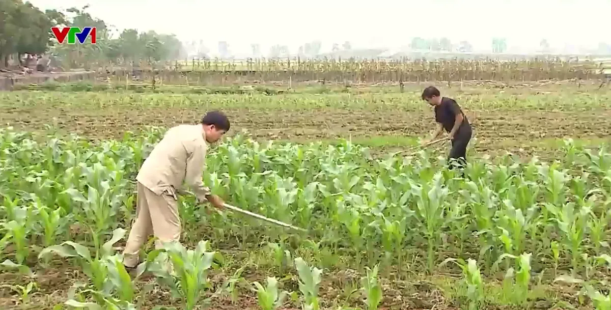 H&agrave;ng ngh&igrave;n n&ocirc;ng d&acirc;n bị nợ tiền trồng ớt tho&aacute;t ngh&egrave;o - Ảnh 1.