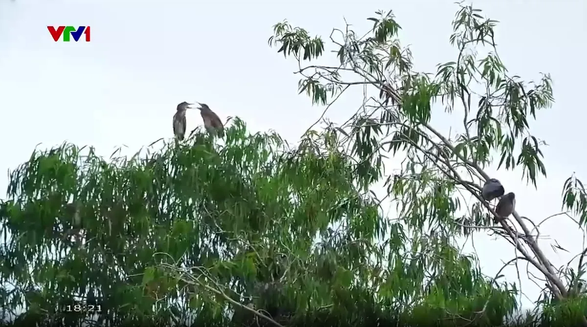 Biệt đội chống c&ograve; tặc tại rừng Tr&agrave;m Tr&agrave; Sư - Ảnh 3.