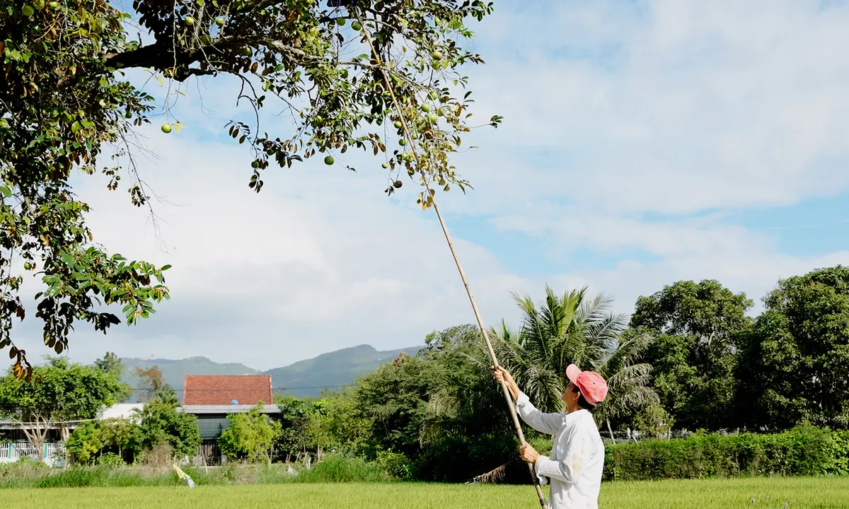Loại tr&aacute;i c&acirc;y đặc sản ở Kh&aacute;nh Ho&agrave; đang dần mai một - Ảnh 2.
