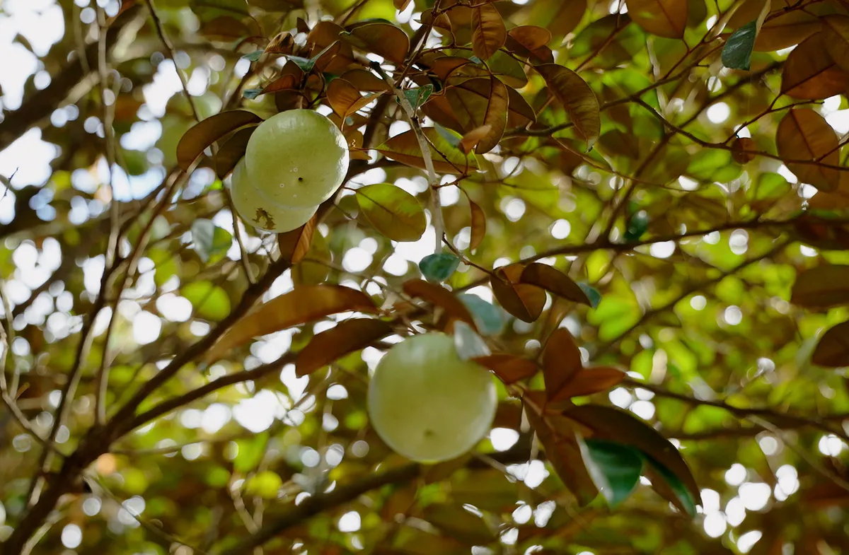 Loại tr&aacute;i c&acirc;y đặc sản ở Kh&aacute;nh Ho&agrave; đang dần mai một - Ảnh 4.