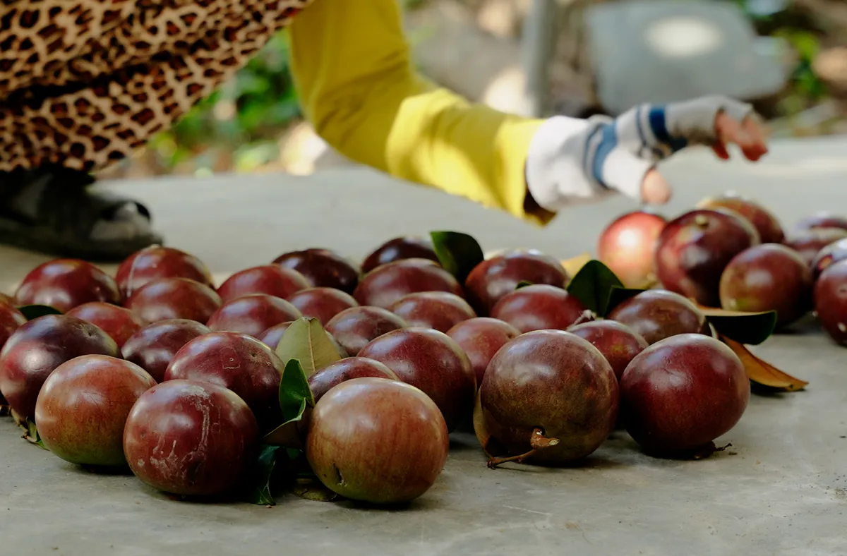 Loại tr&aacute;i c&acirc;y đặc sản ở Kh&aacute;nh Ho&agrave; đang dần mai một - Ảnh 5.