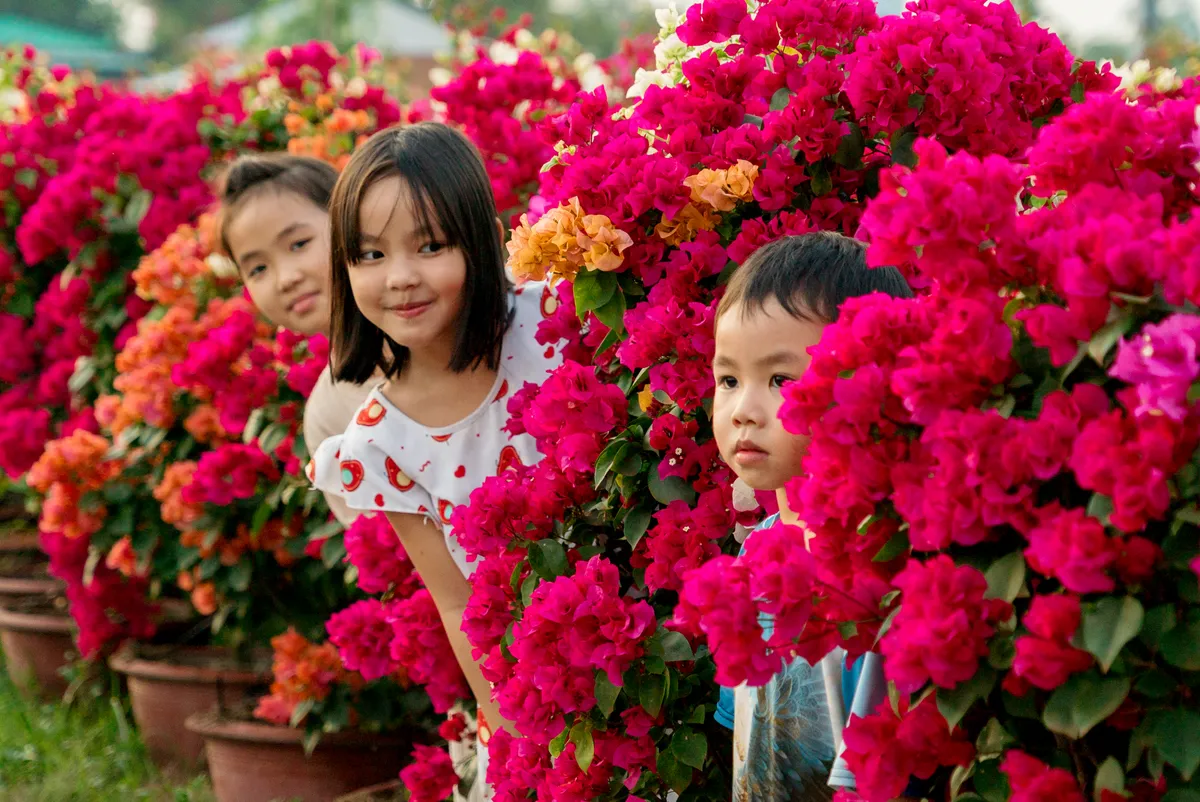 Làng hoa giấy Phú Sơn: Điểm đến đầy sắc màu ở xứ dừa Bến Tre - Ảnh 5.