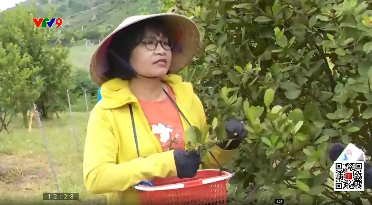 pnhn-1604-atpn 2 chi thanh củ vườn.jpg