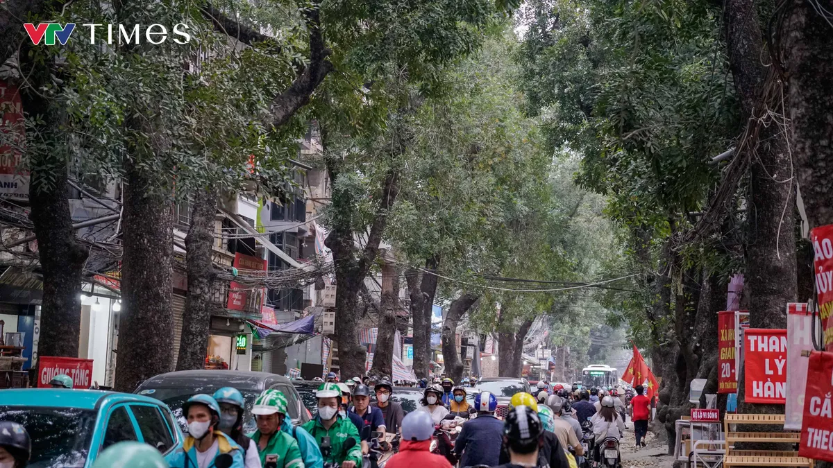 Hà Nội: Dự kiến dịch chuyển, chặt hạ 357 cây xanh để thi công đường Hoàng Cầu - Voi Phục - Ảnh 1.