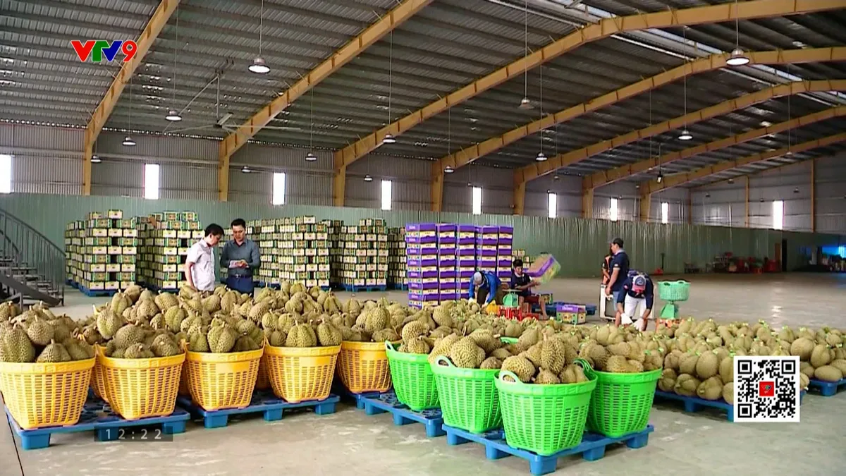 Ngăn đà giảm giá sầu riêng - Ảnh 2.