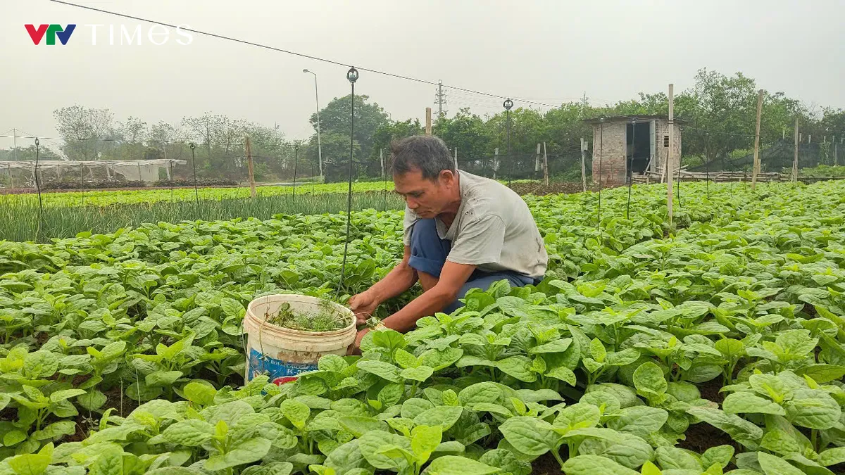 Cận cảnh Khu công nghệ cao sinh học 199 ha tại Bắc Từ Liêm sắp triển khai - Ảnh 6.