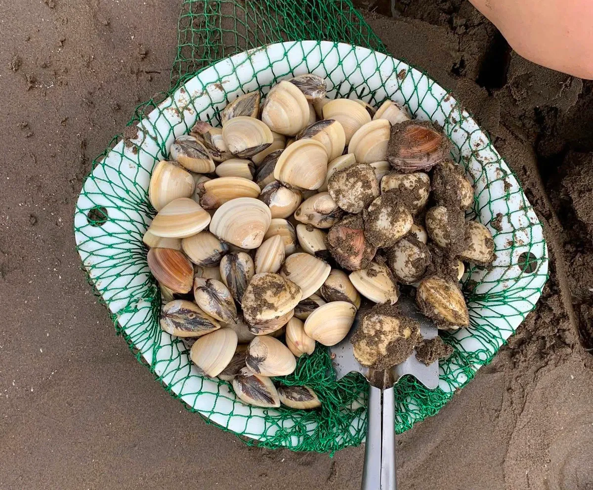 Trào lưu săn ngao thu hút hàng nghìn người dịp nghỉ lễ - Ảnh 3. Trào lưu săn ngao thu hút hàng nghìn người dịp nghỉ lễ - Ảnh 3.