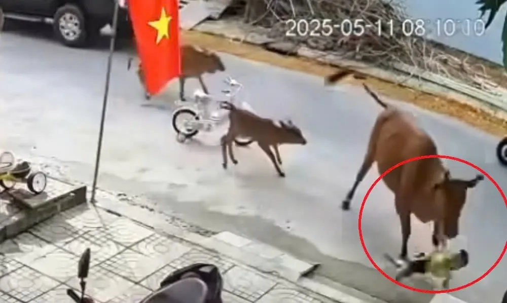 Sự cố bò thả rông húc ngã bé gái gây xôn xao tại Đà Nẵng Sự cố bò thả rông húc ngã bé gái gây xôn xao tại Đà Nẵng