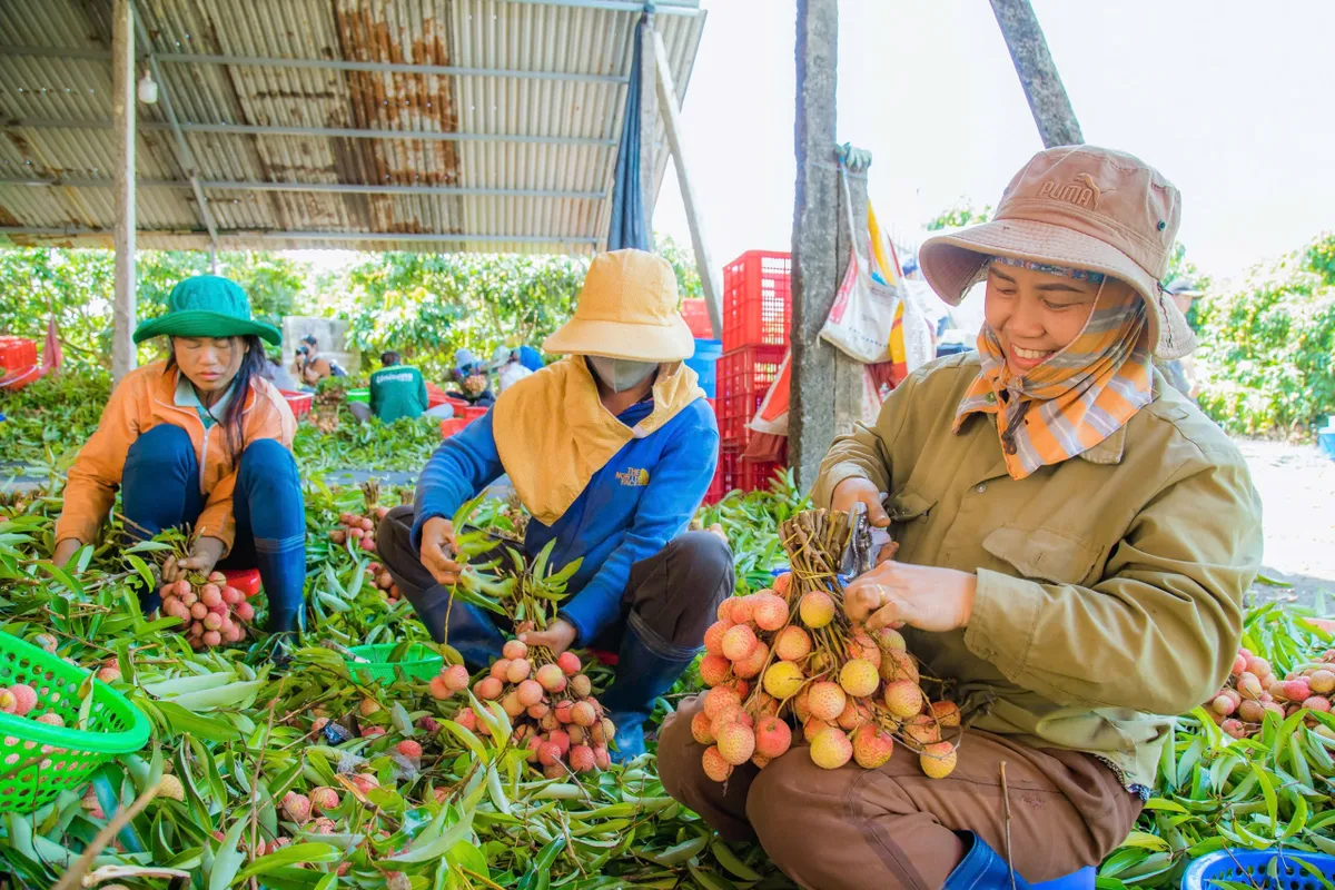 Rộng mở thị trường xuất khẩu vải thiều - Ảnh 1.