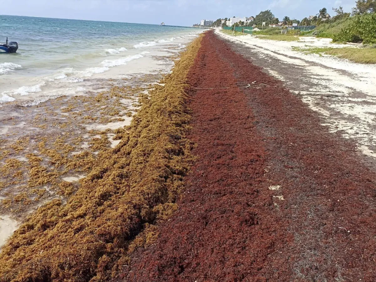 31 triệu tấn tảo độc trôi dạt vào bờ biển Mỹ và Caribe - Ảnh 1.