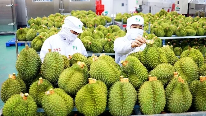 Gỡ điểm nghẽn, t&igrave;m hướng đi mới cho xuất khẩu rau quả - Ảnh 1.