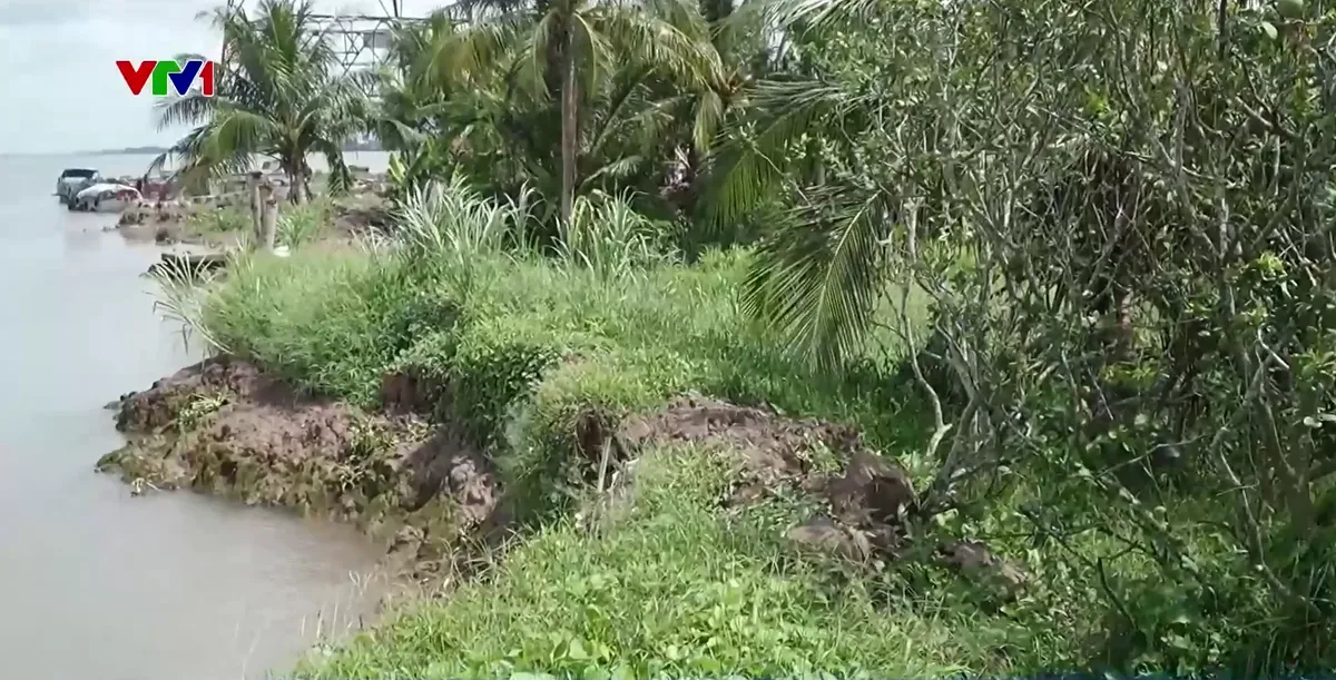 Trà Vinh công bố tình huống khẩn cấp do sạt lở nghiêm trọng tại đê bao Cồn Hô - Ảnh 2.