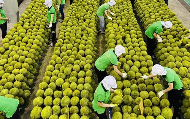 Rau quả Việt Nam sang Trung Quốc vượt đỉnh 2024