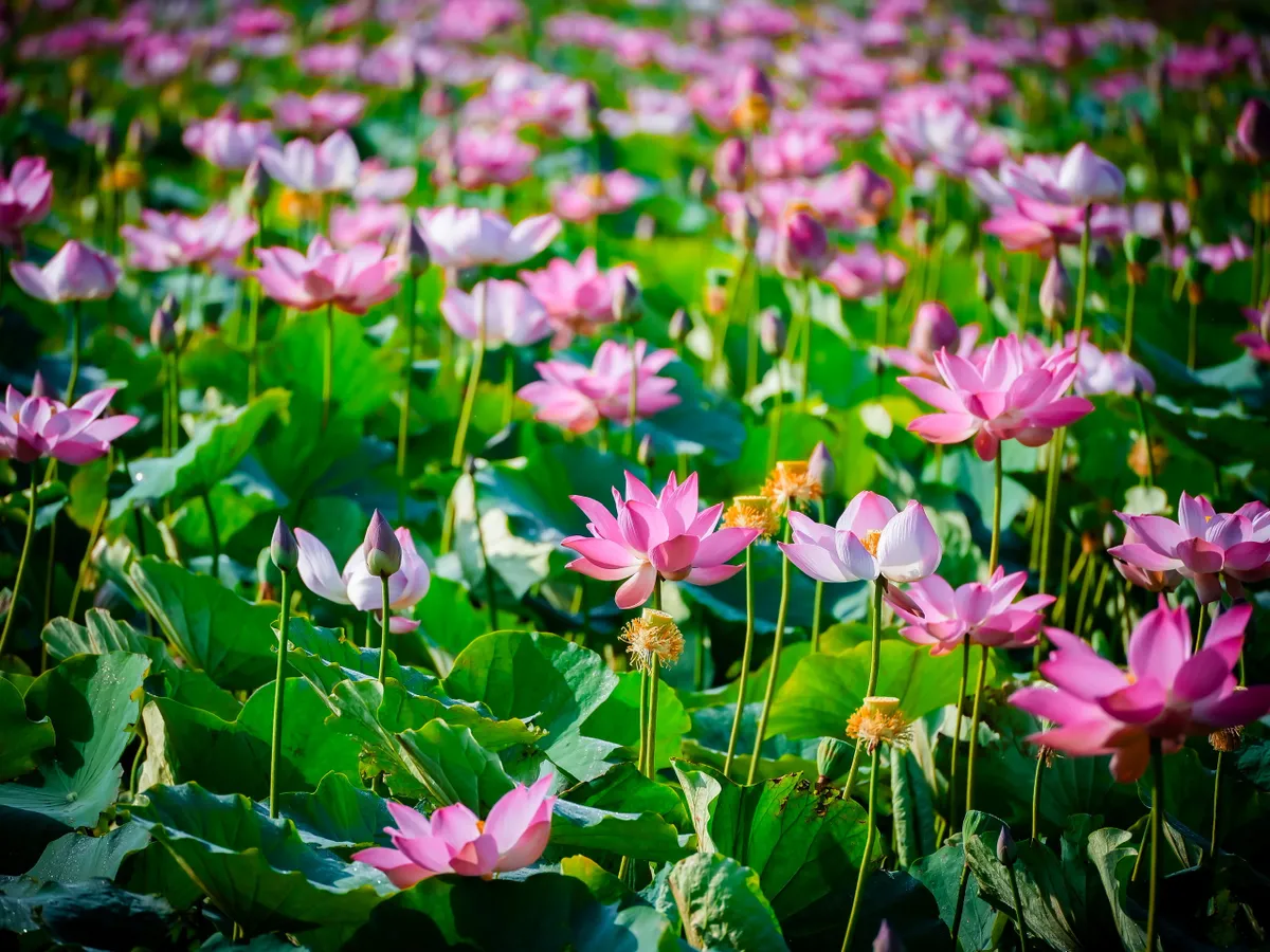 Mùa sen miền duyên hải. - Ảnh 1.