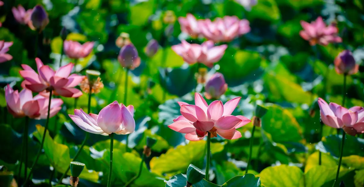 Mùa sen miền duyên hải. - Ảnh 5.