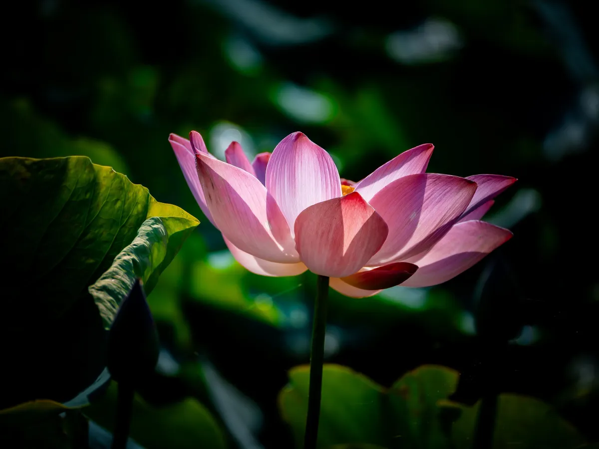 Mùa sen miền duyên hải. - Ảnh 3.