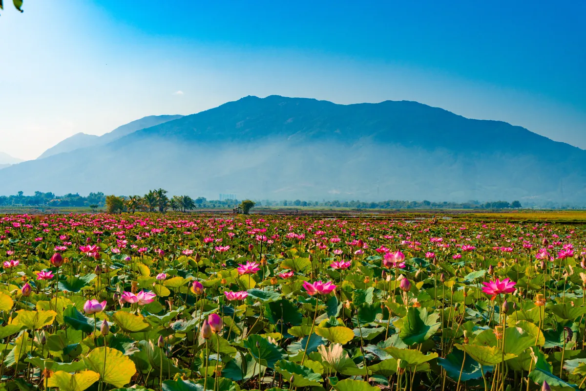 Mùa sen miền duyên hải. - Ảnh 2.
