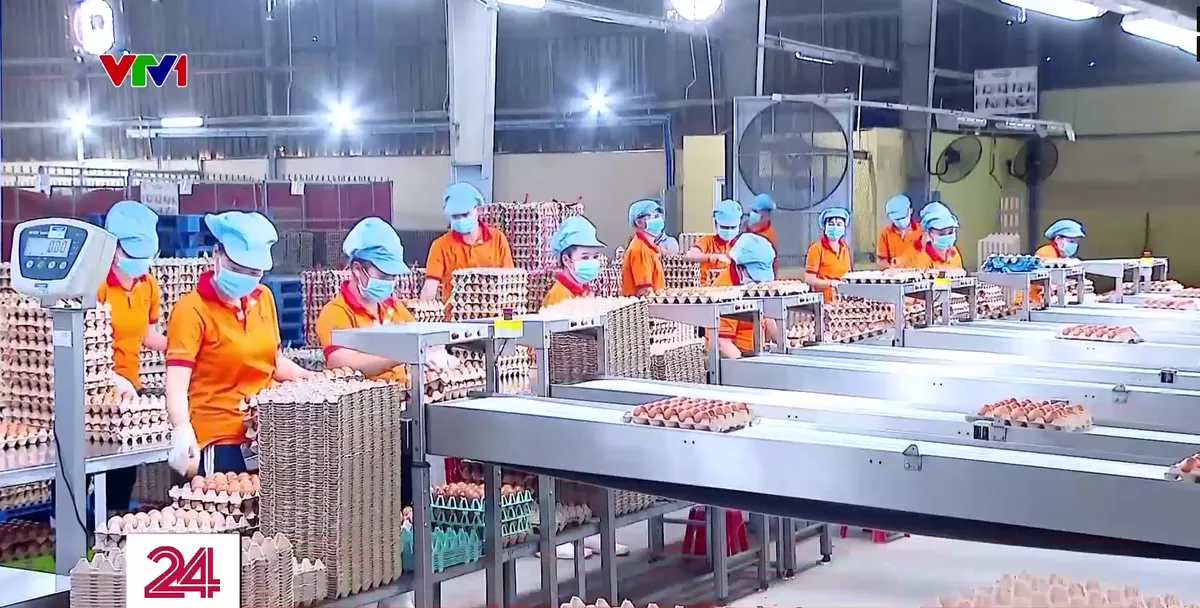 Trứng gà giả, thiệt hại là thật - Ảnh 3.