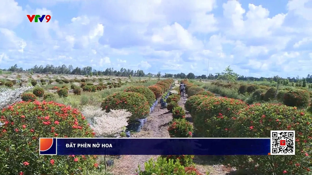 Đất phèn nở hoa Đất phèn nở hoa