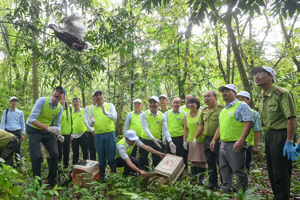 Cúc Phương: Thả Gà Lôi Trắng quý hiếm - Hành động thiết thực hưởng ứng Ngày Đa dạng sinh học - Ảnh 3.