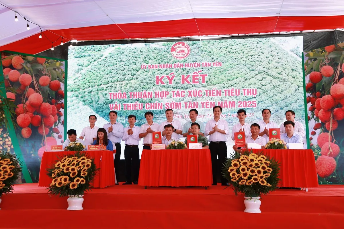 Bắc Giang: Vải thiều sớm Tân Yên mở rộng thị trường, hướng tới du lịch trải nghiệm - Ảnh 4.