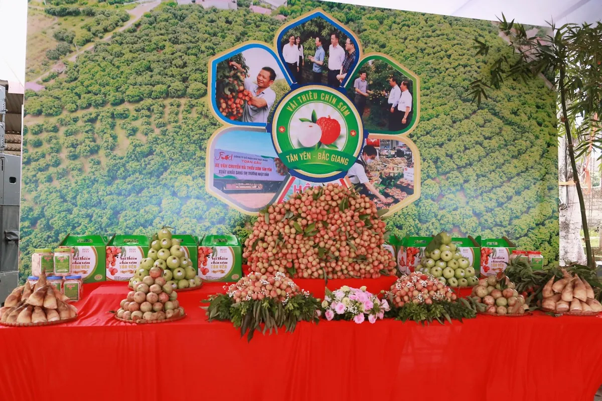 Bắc Giang: Vải thiều sớm Tân Yên mở rộng thị trường, hướng tới du lịch trải nghiệm - Ảnh 3.