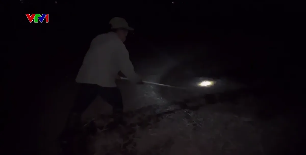 Người d&acirc;n miền Trung tranh thủ ra đồng ban đ&ecirc;m tr&aacute;nh nắng n&oacute;ng - Ảnh 2.