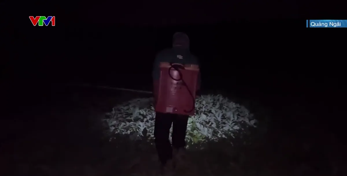 Người d&acirc;n miền Trung tranh thủ ra đồng ban đ&ecirc;m tr&aacute;nh nắng n&oacute;ng - Ảnh 1.