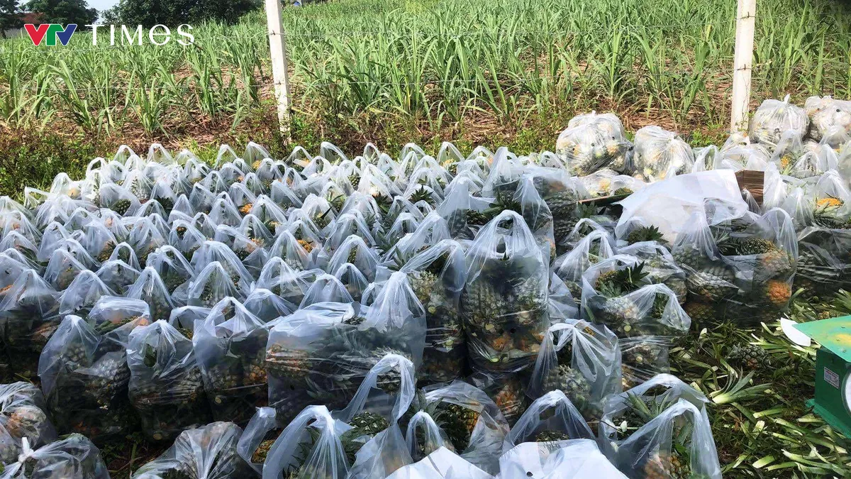 Nông dân Nghệ An phấn khởi vì mùa dứa bội thu, giá cao ngất ngưỡng - Ảnh 2. Nông dân Nghệ An phấn khởi vì mùa dứa bội thu, giá cao ngất ngưỡng - Ảnh 2.