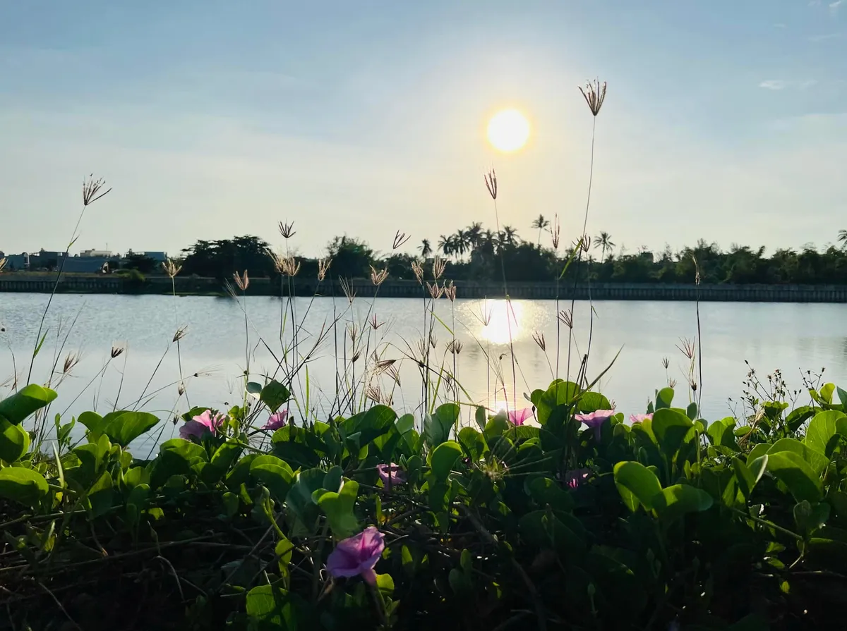Sức sống hoa muống biển - Ảnh 5.