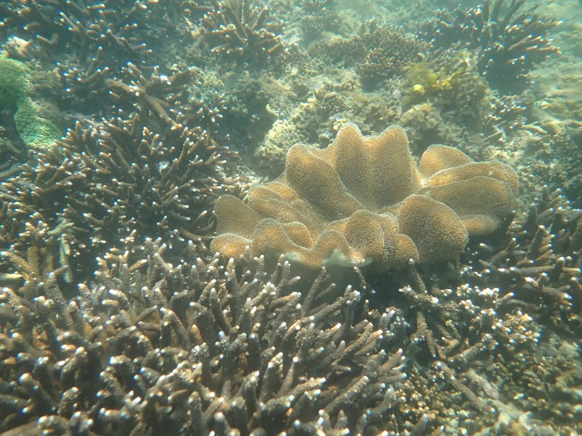 Rạn san hô Hòn Chồng (Nha Trang): Tín hiệu vui phục hồi nhưng vẫn mong manh trước tác động con người - Ảnh 7.
