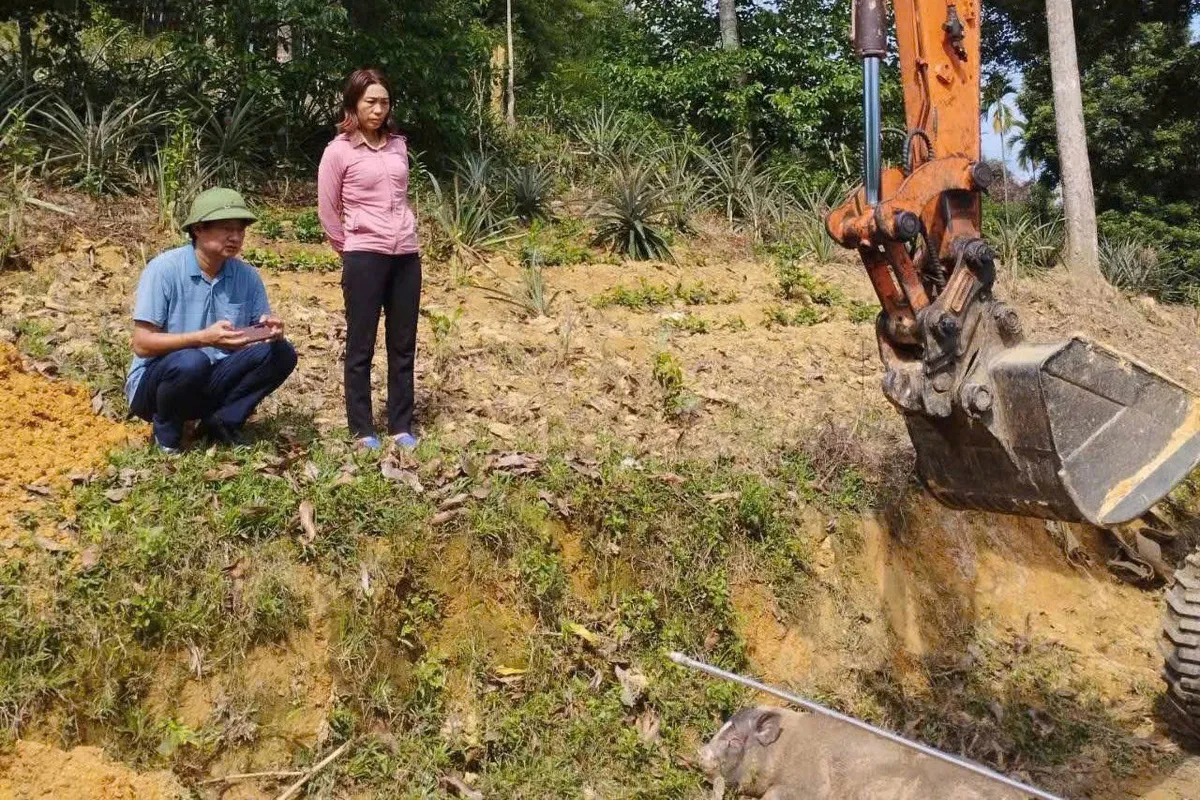 Nghệ An: Dịch tả lợn ch&acirc;u Phi b&ugrave;ng ph&aacute;t ở huyện Thanh Chương - Ảnh 1.