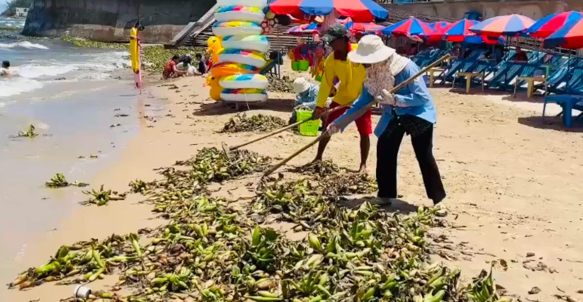 Rác tràn vào bãi biển, Vũng Tàu huy động lực lượng xuyên đêm thu gom - Ảnh 2. Rác tràn vào bãi biển, Vũng Tàu huy động lực lượng xuyên đêm thu gom - Ảnh 2.
