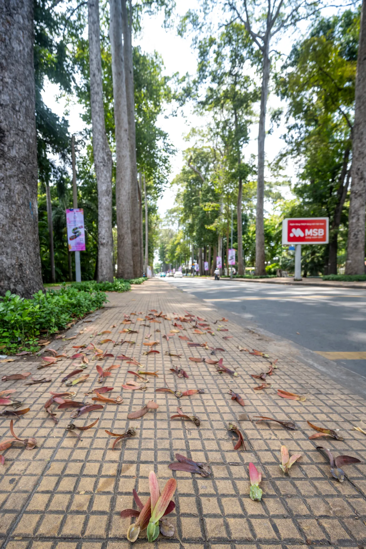 Mùa hoa dầu bay - ký ức trên những con đường Sài Gòn xưa. - Ảnh 2.