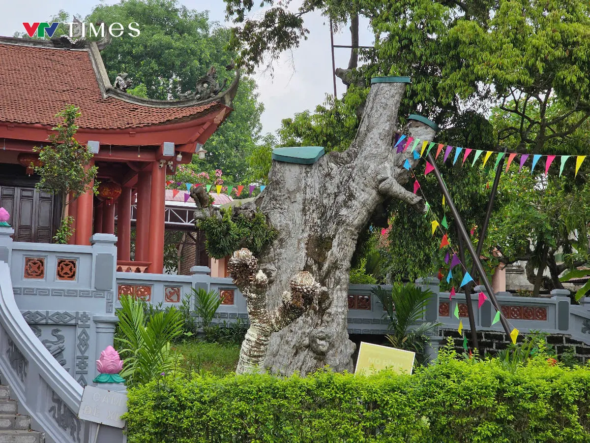 Phú Thọ: Mục sở thị “cụ” táu hơn 2.300 tuổi từ thời đại Hùng Vương - Ảnh 10.