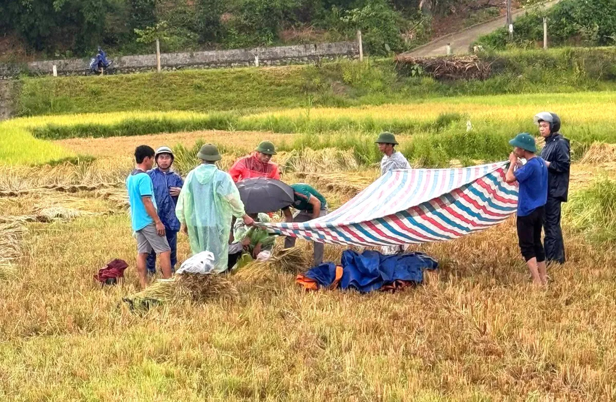 Sét đánh tử vong khi đang gặt lúa, ba người thiệt mạng chỉ trong 10 ngày - Ảnh 1.