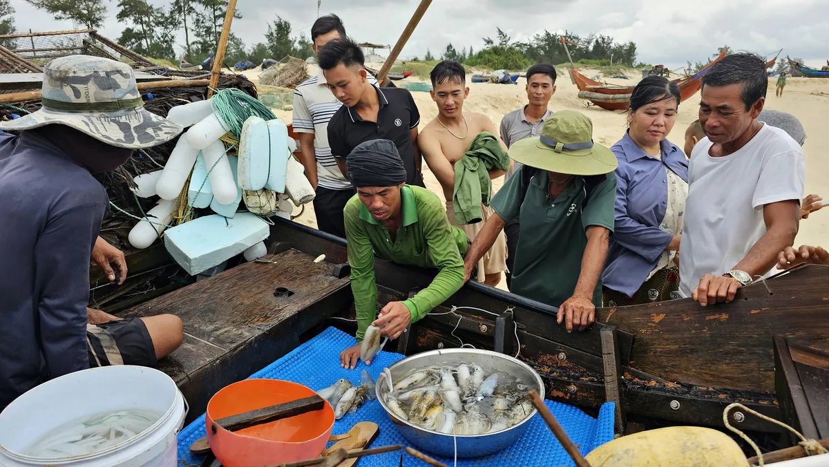 Độc đáo nghề bẫy mực lá của ngư dân bãi ngang - Ảnh 2.
