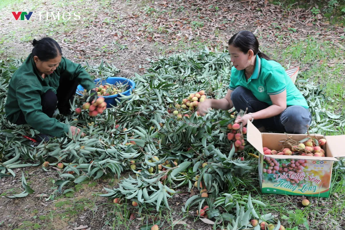 Nông dân Phú Thọ trúng lớn nhờ giống vải đạt OCOP 3 sao - Ảnh 2.